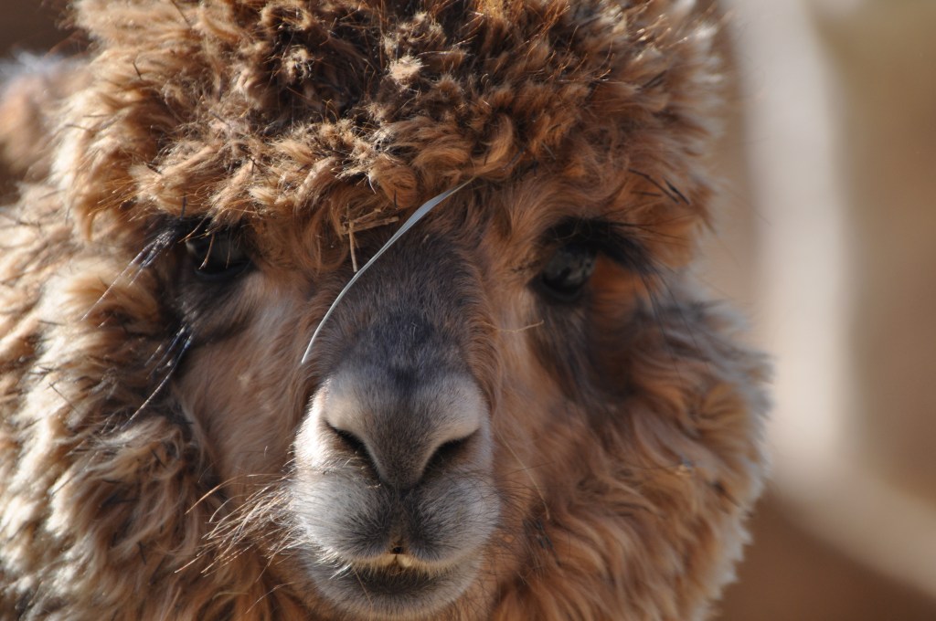 The Rise of Remote Work: Navigating the New Normal